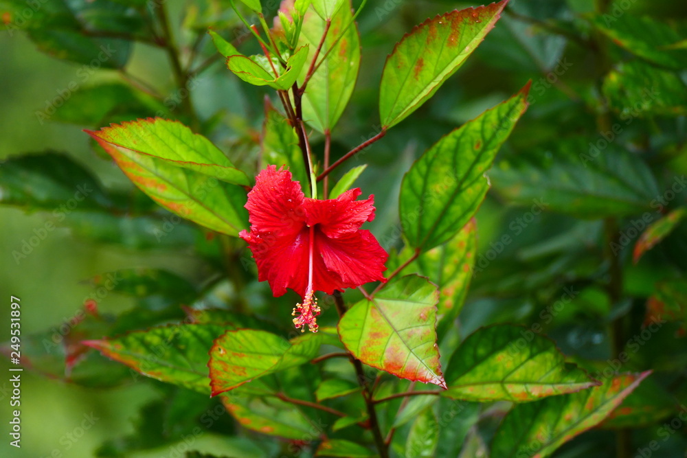 Charming blooming exotic tropical flowers on a nature background Charming blooming exotic tropical flowers on a nature background