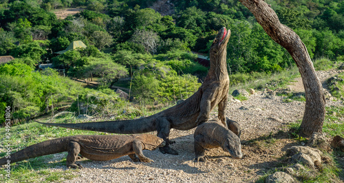 Komodo dragons. The Komodo dragon raised the head and open a mouth. Biggest living lizard in the world. Scientific name  Varanus komodoensis. Natural habitat  Island Rinca. Indonesia.