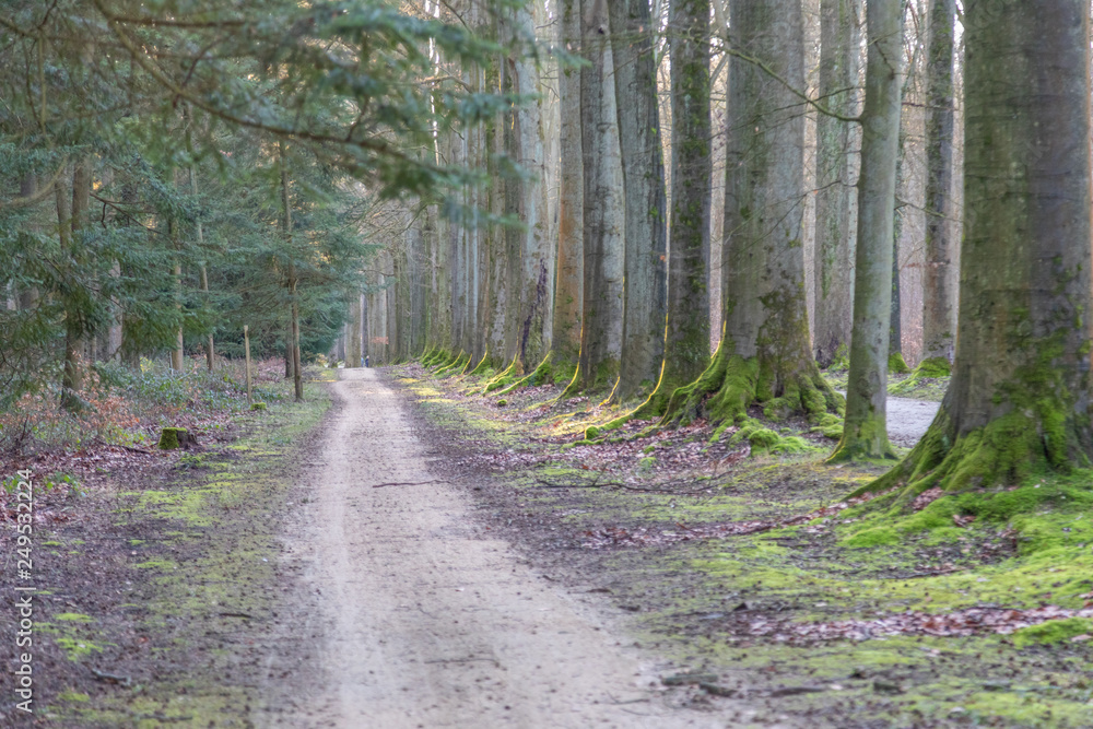 Obraz premium Nature