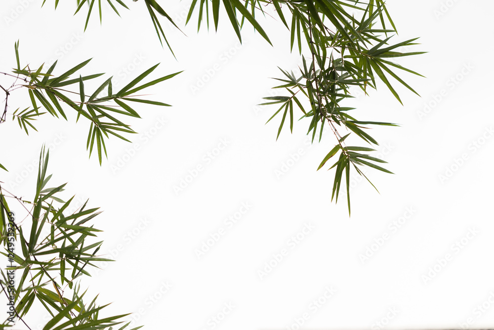 Nature of green leaf bamboo on white background at summer. Natural green leaves plants using as spring background cover page greenery environment ecology wallpaper Nature of green leaf bamboo on white background at summer. Natural green leaves plants using as spring background cover page greenery environment ecology wallpaper