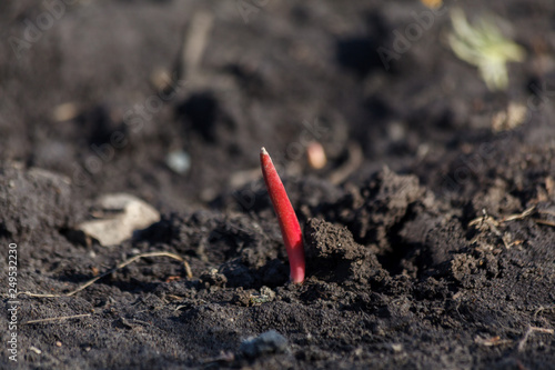 Wallpaper Mural Young sprouts of a tulip growing from soil. Natural sprouts of a plant in garden bed. Gardening and ecology concept Torontodigital.ca
