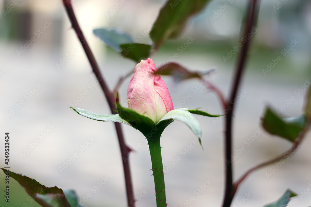 The delicate pink Bud roses on blurred background of garden The delicate pink Bud roses on blurred background of garden