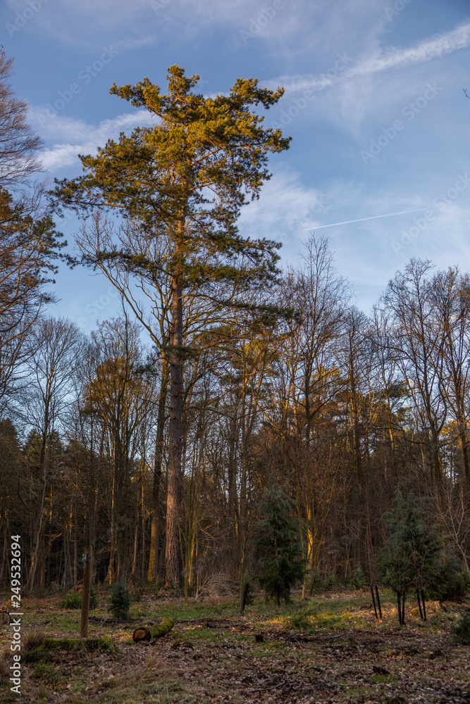 Obraz premium Nature