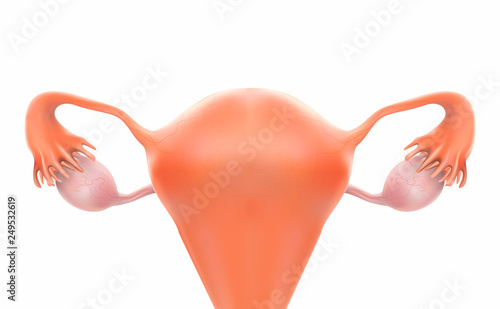 Uterus or pregnancy is a 3D image.