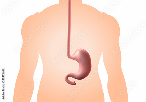 Human healthy stomach. Internal digestion organ.  design background vector medicine illustration.Stomach ulcer - high degree of detail