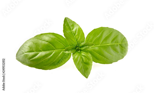 Basil leaves in closeup on white background