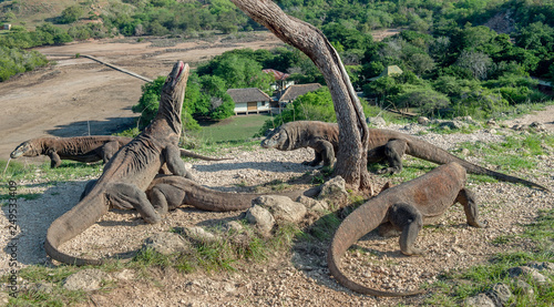 Komodo dragons. The Komodo dragon raised the head and open a mouth. Biggest living lizard in the world. Scientific name: Varanus komodoensis. Natural habitat, Island Rinca. Indonesia. © Uryadnikov Sergey