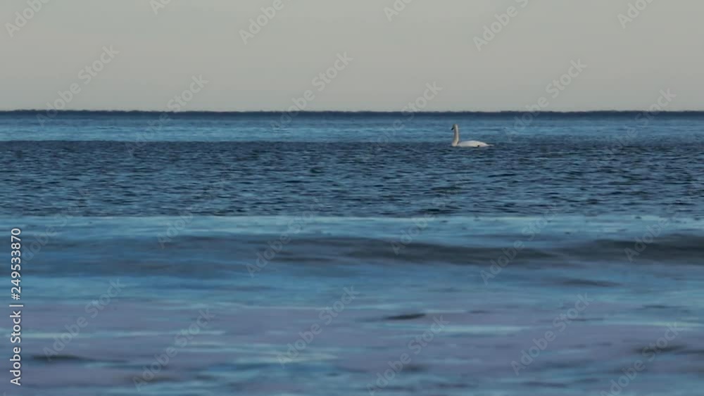 Mute Swan, Cygnus olor, gently swimming along the coast line on gentle seas along the north east Scottish coastline during winter. Mute Swan, Cygnus olor, gently swimming along the coast line on gentle seas along the north east Scottish coastline during winter.