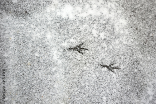 bird s footprints in the snow