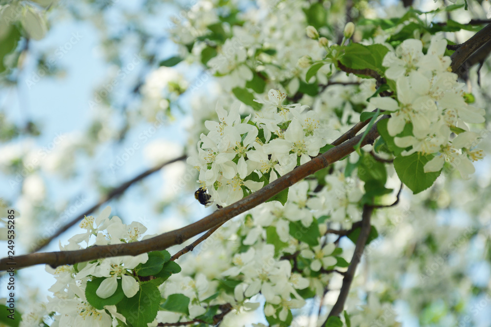 branch of a tree in spring branch of a tree in spring
