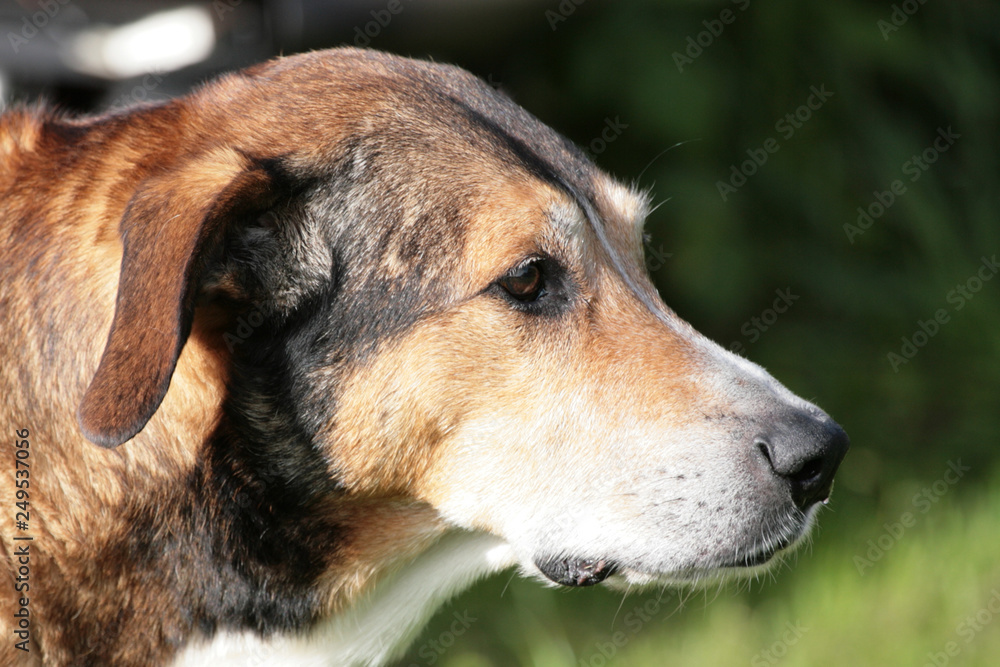 Portrait eines großen kurzhaarigen dreifarbigen Hundes
