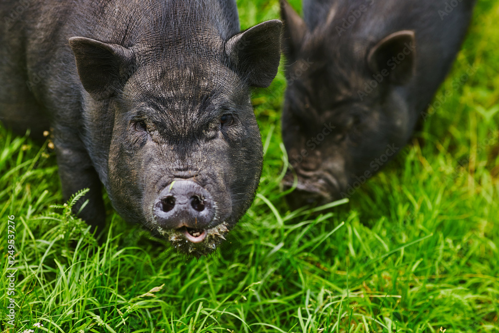 Cute fat pot-bellied pigs on free meadow of private farm Cute fat pot-bellied pigs on free meadow of private farm