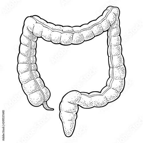 Human anatomy large intestine. Vector black vintage engraving illustration