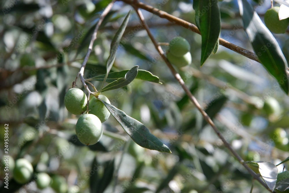 Olive tree in Provence Olive tree in Provence
