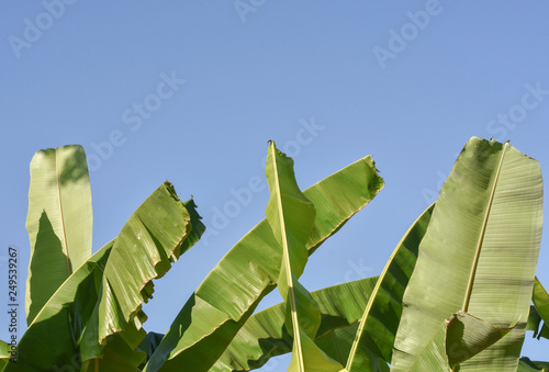 Fresh young green banana leaves in the rural area of Thailand shot against clear blue sky background.