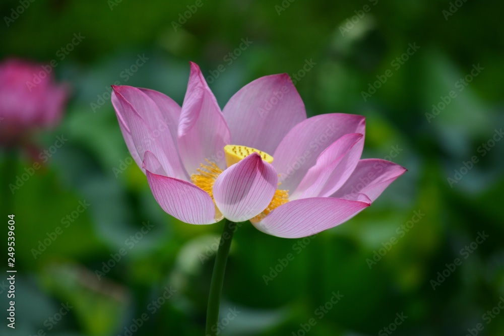 Lotus blossom in summer