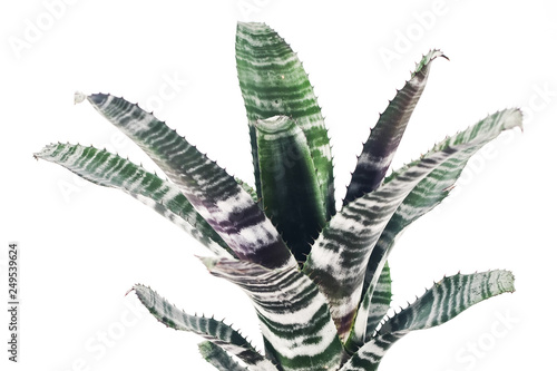 Fotografija Close up colorful of bromeliad on white background.