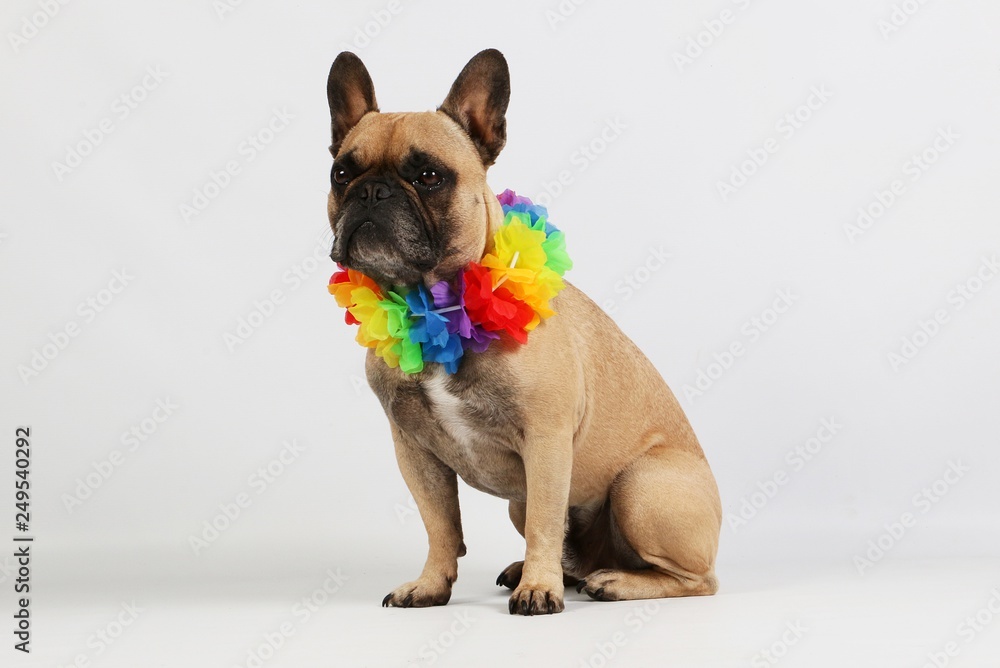 brown french bulldog is sitting in the white studio with a colorful hawaiian flower necklace around the neck
