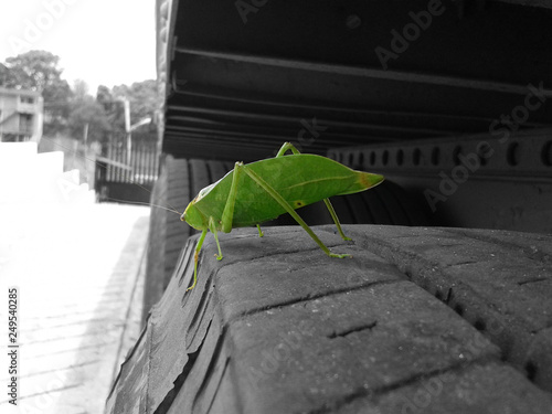 saltamontes, insecto, verde, naturaleza, macro, animal, langosta, bicho, cricket, close-up, aislada, hojas, close-up, bichos, saltamontes, fábrica, hopper, fauna, antena, blanco, inhospitalario, bichi photo