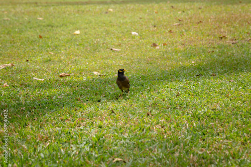 Beautiful morning light in public park photo