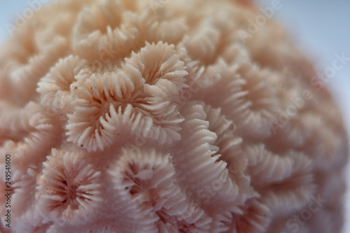 corals fragment macro white