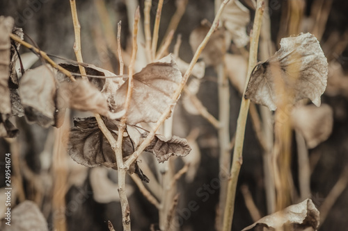 dry leaves on a background