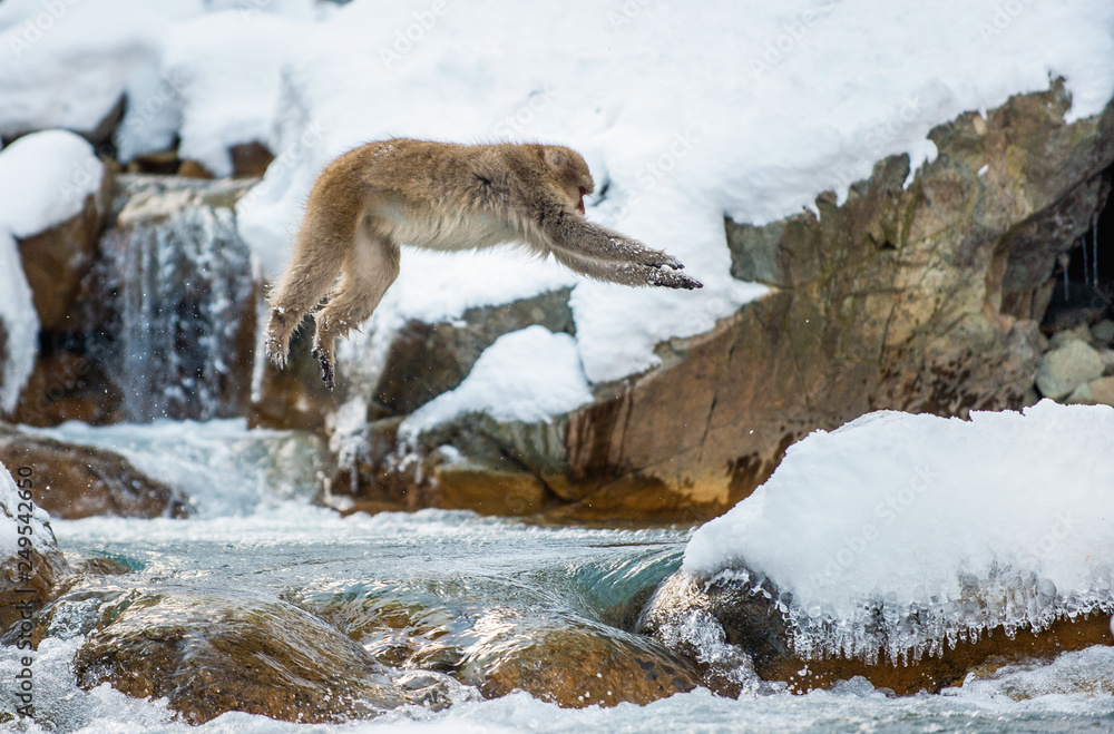 Naklejka premium Japanese macaque in jump. Macaque jumps through a natural hot spring. Winter season. The Japanese macaque, Scientific name: Macaca fuscata, also known as the snow monkey.