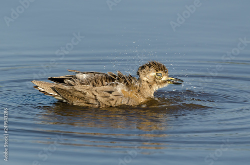 Oedicnème vermiculé, Burhinus vermiculatus, Water Thick knee photo