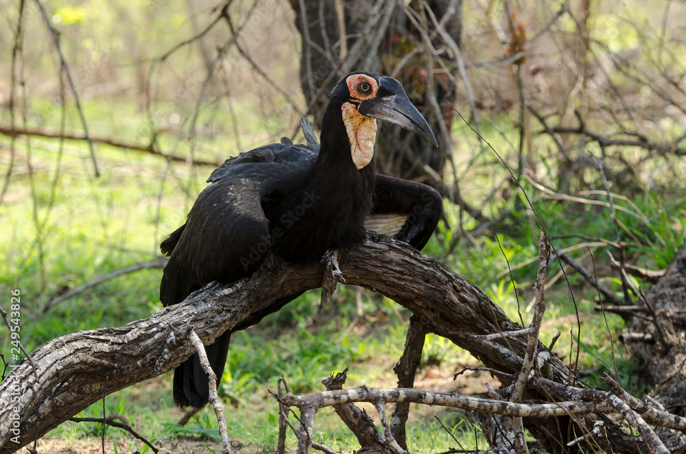 Fototapeta premium Bucorve du Sud, Grand calao terrestre, Bucorvus leadbeateri, Southern Ground Hornbill