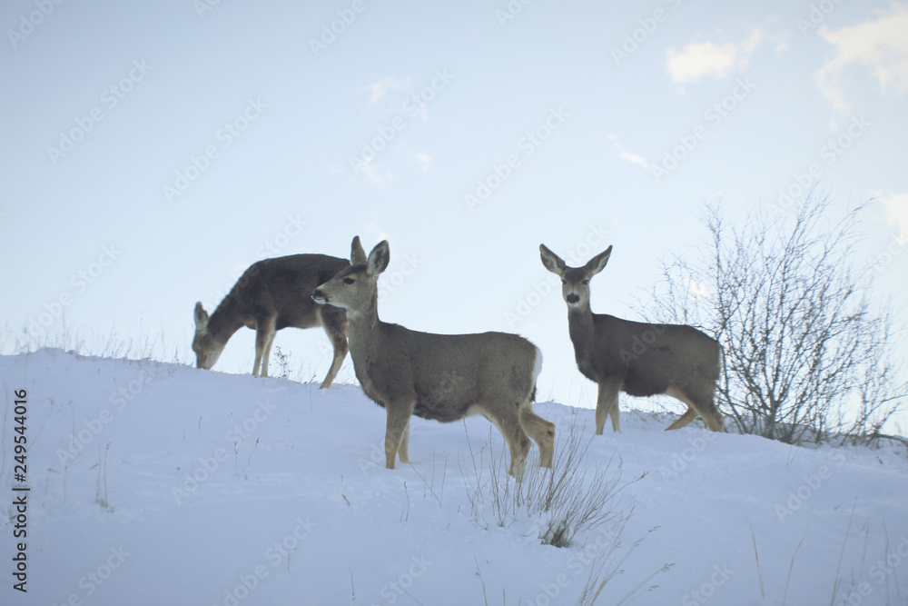 deer in snow deer in snow