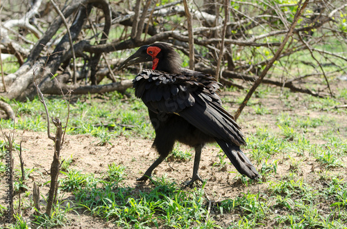 Bucorve du Sud, Grand calao terrestre, Bucorvus leadbeateri, Southern Ground Hornbill photo