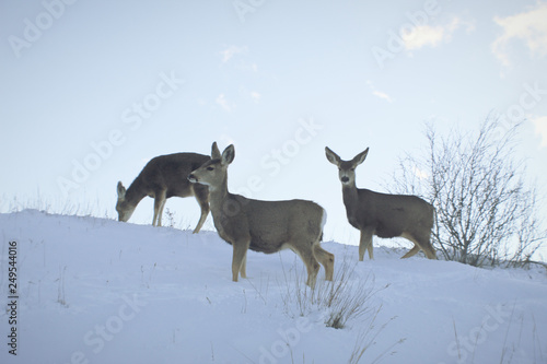 Fototapeta Naklejka Na Ścianę i Meble -  deer in snow