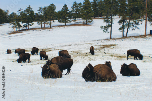 heard of bison