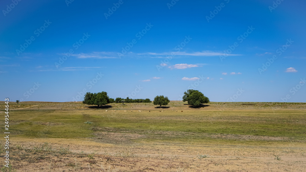 Fototapeta premium Astrakhan steppe around the medieval city of Sarai-Batu - the capital of the Golden Horde. Dry, prickly grass, rare trees and animals hiding from the heat in the shade of trees