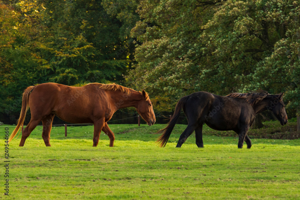 Fototapeta premium two horses grazing in a meadow