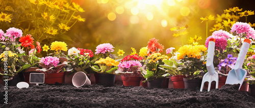 Fototapeta Naklejka Na Ścianę i Meble -  Garden Flowers, Plants and Tools on a Sunny Background. Spring Gardening Works Concept