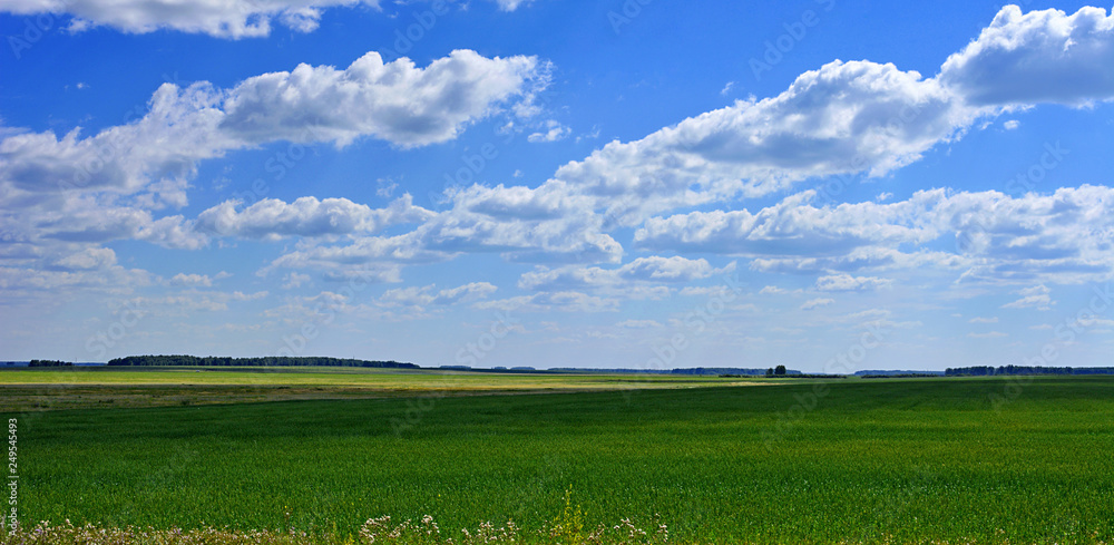 Summer green field Summer green field
