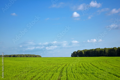 Green fields