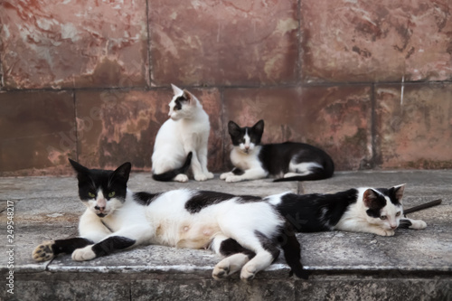 Cats family are resting and lying in the street