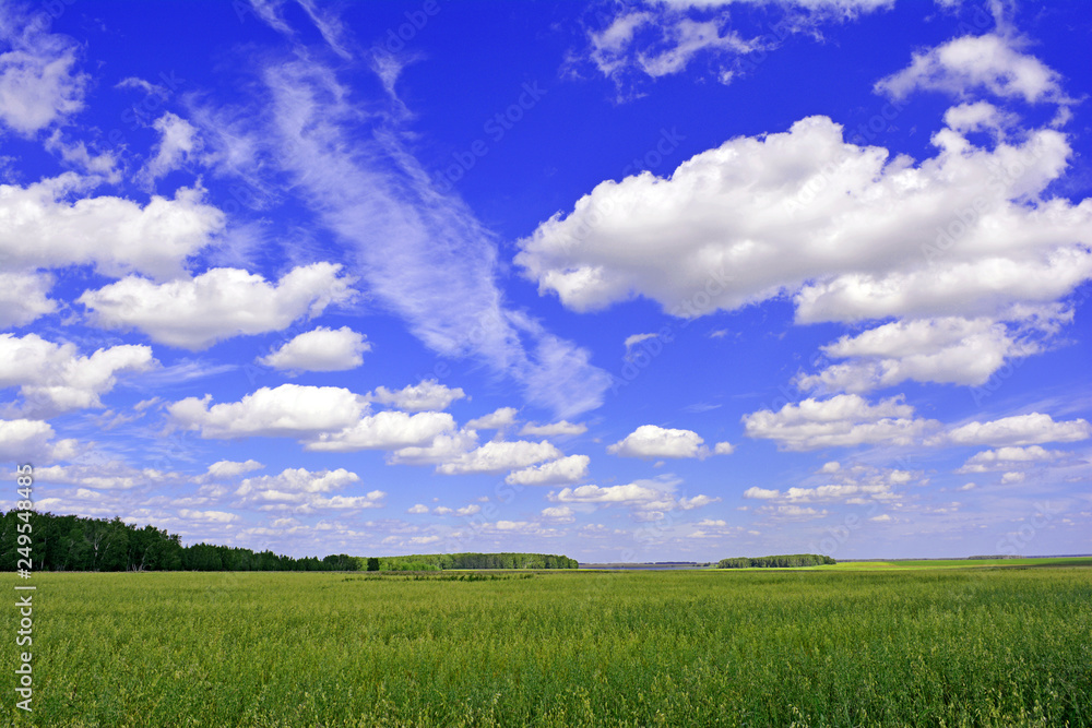 Summer landscape. Green fields, trees, clouds. Summer landscape. Green fields, trees, clouds.