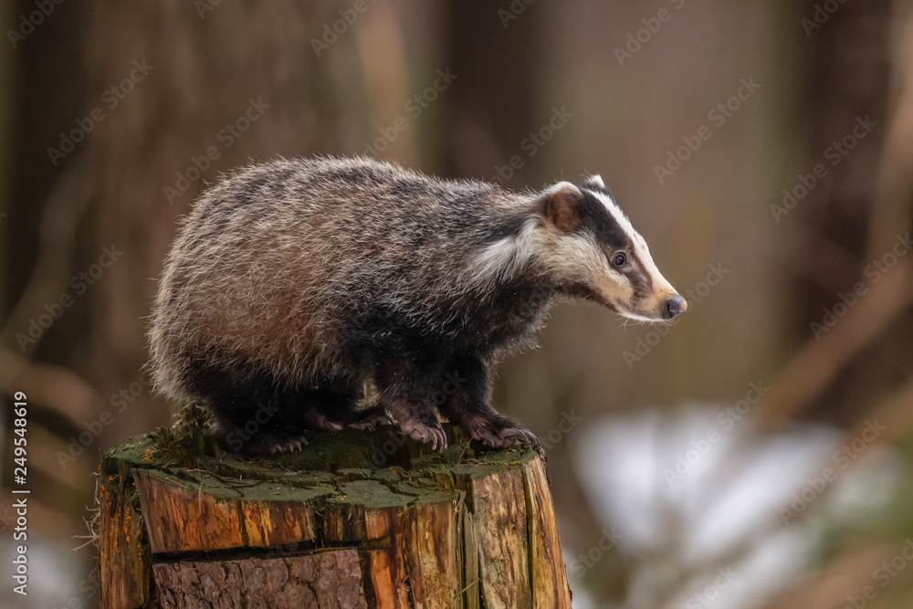 Fototapeta premium badger running in snow, winter scene with badger in snow