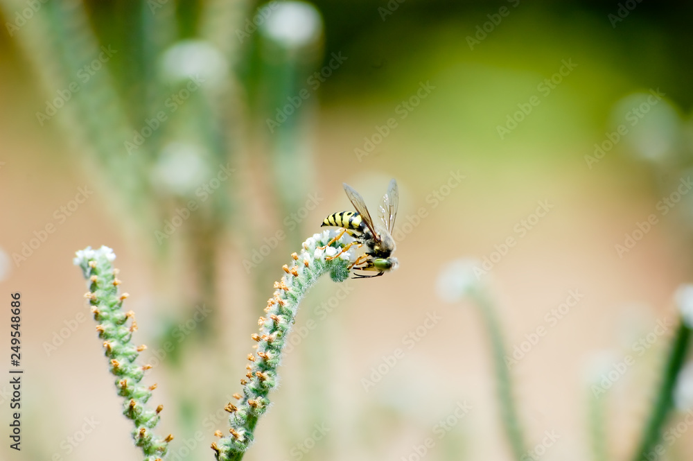 Espécie de abelha