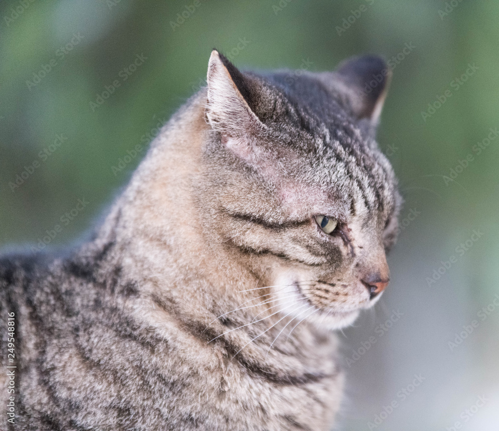 portrait de chat gris