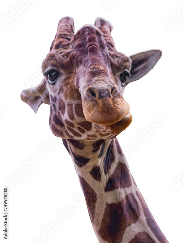  giraffe isolate on white background with clipping path