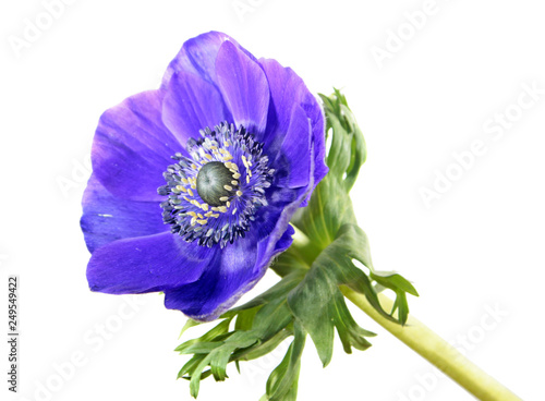 Blue flower of Anemone coronaria or Grecian windflower isolated on white background