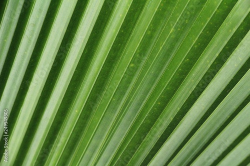 Green leaf background is beauty in nature