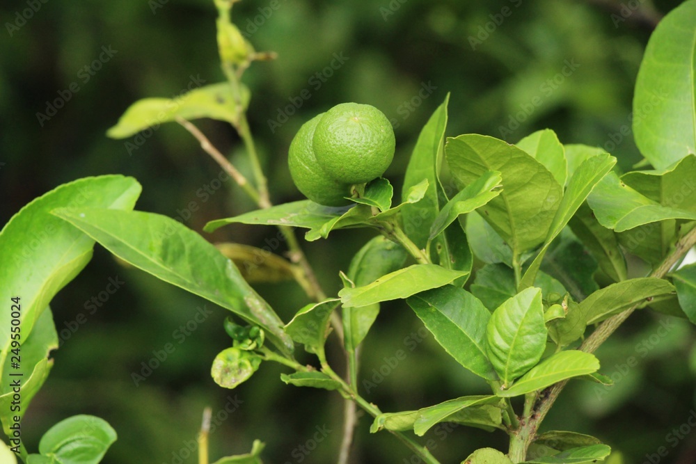 Lemon on the tree in the garden Lemon on the tree in the garden