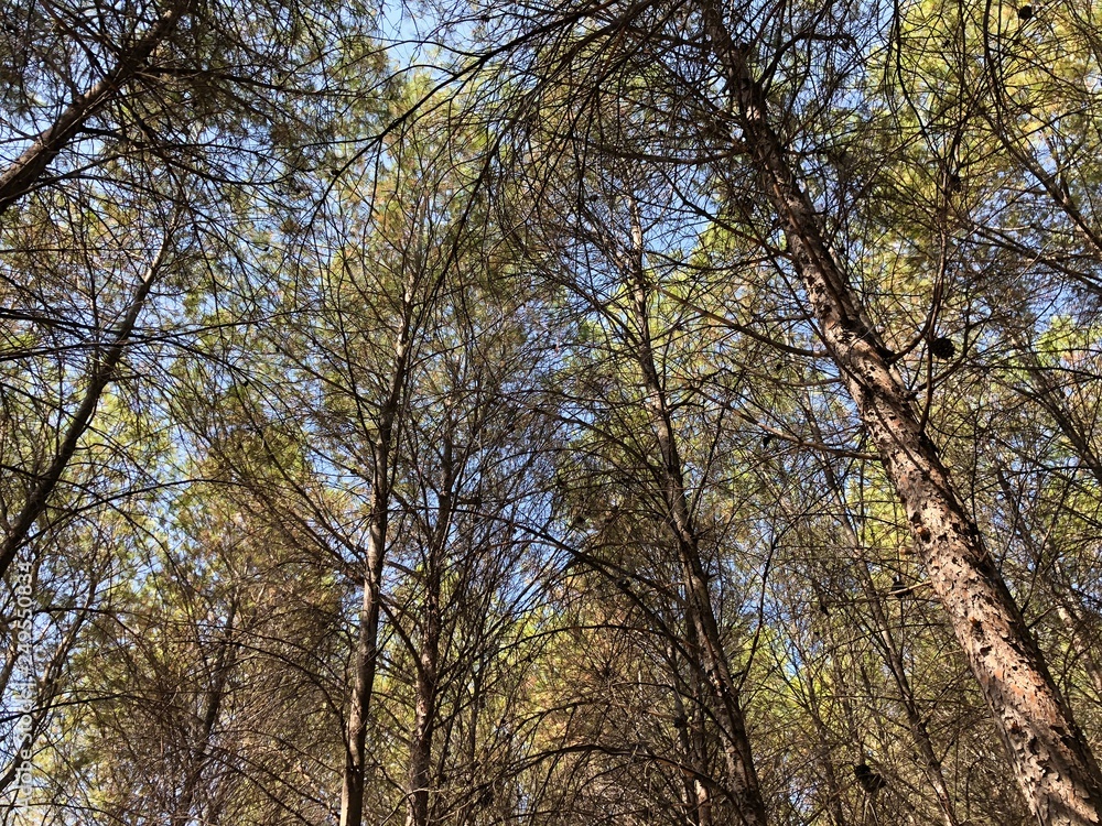 Bosque arboles