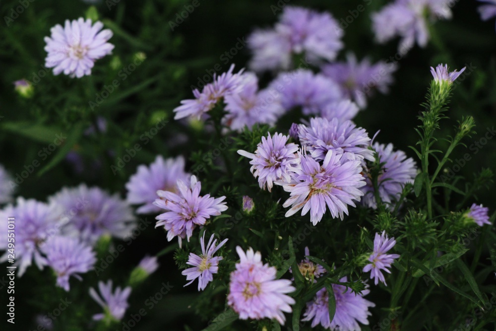 Obraz premium Purple flower is beauty in the garden