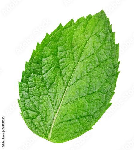 Fresh mint isolated Clipping Path